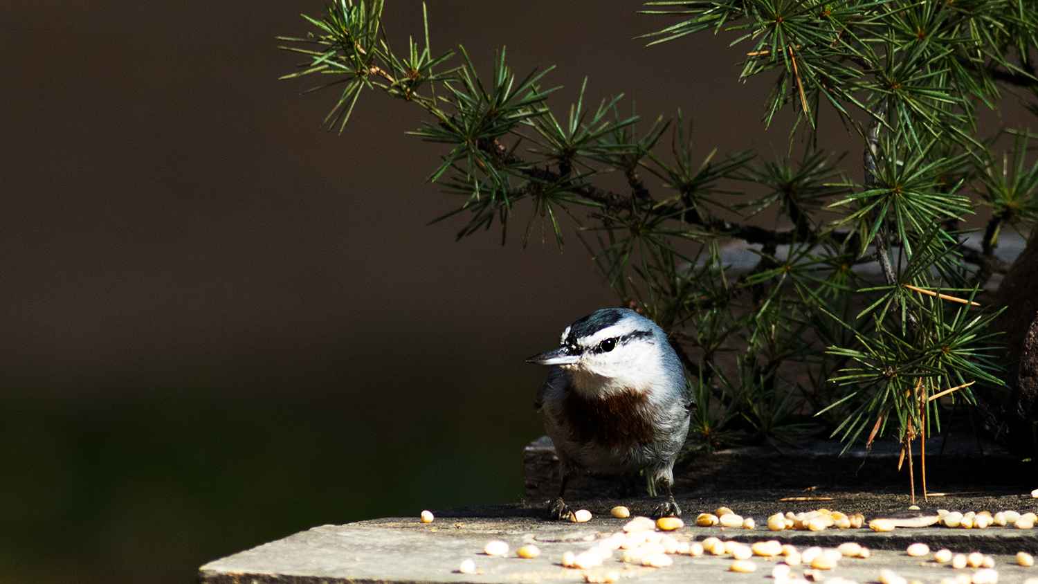 Krüper's Nuthatch